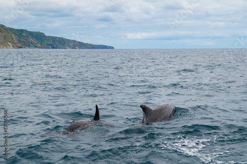 Wild dolphin swimming at the surface of the Atlantic ocean near Sao Miguel Island, Azores, Portugal. Short beaked common dolphins (Delphinus delphis)
