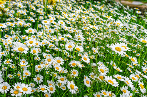 Chamomile flowers on field. Blooming daisies on the field in spring.