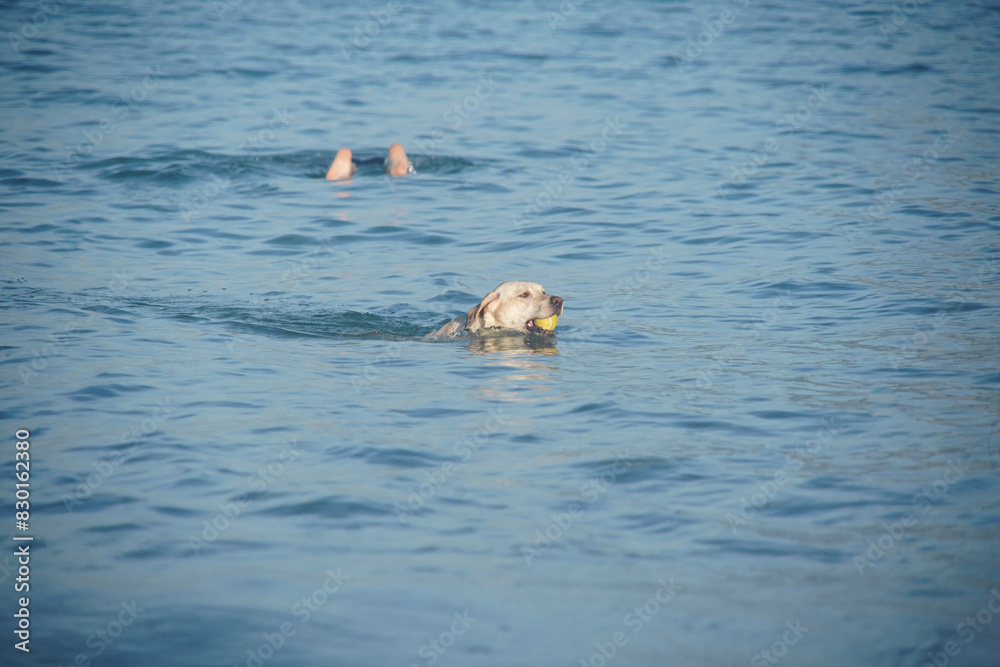 Fototapeta premium dog playing on the beach