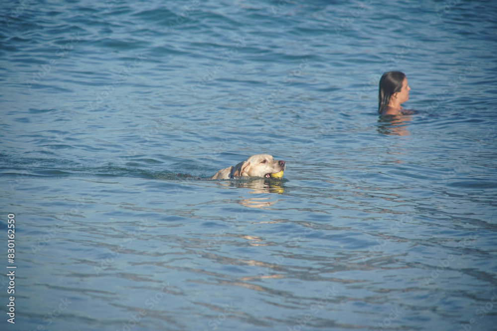 Fototapeta premium dog playing on the beach