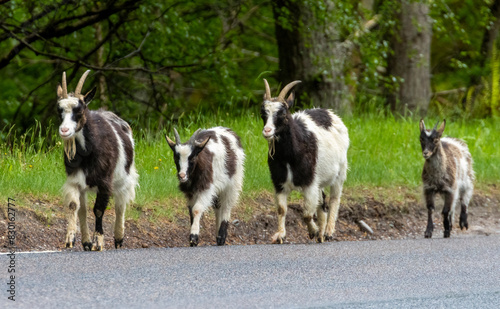 Wild feral scottish mountain goats in the forest