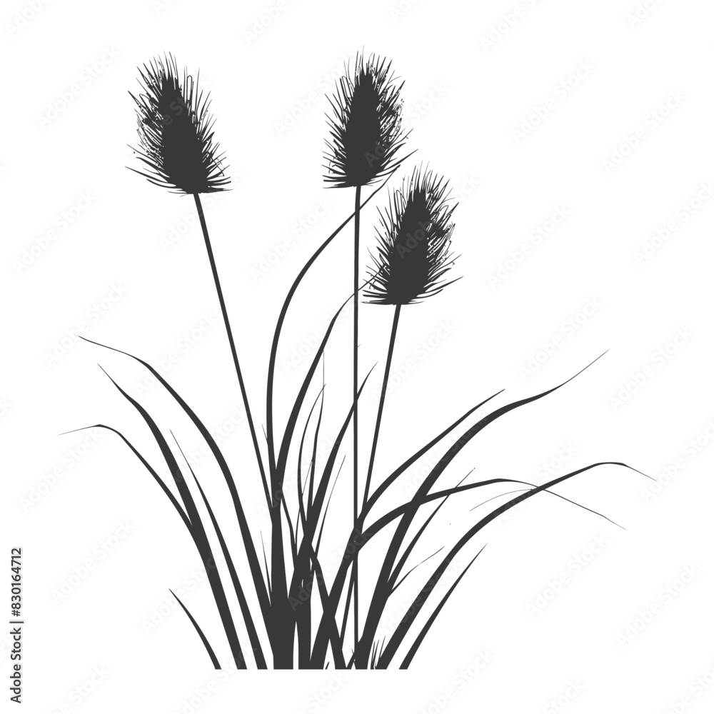 Fototapeta premium Silhouette black water reed plan cattails leaf black color only