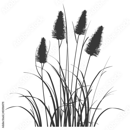 Silhouette black water reed plan cattails leaf black color only