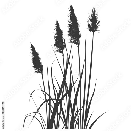 Silhouette black water reed plan cattails leaf black color only