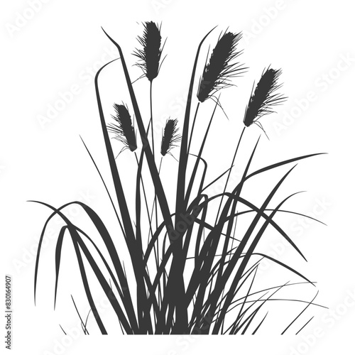 Silhouette black water reed plan cattails leaf black color only