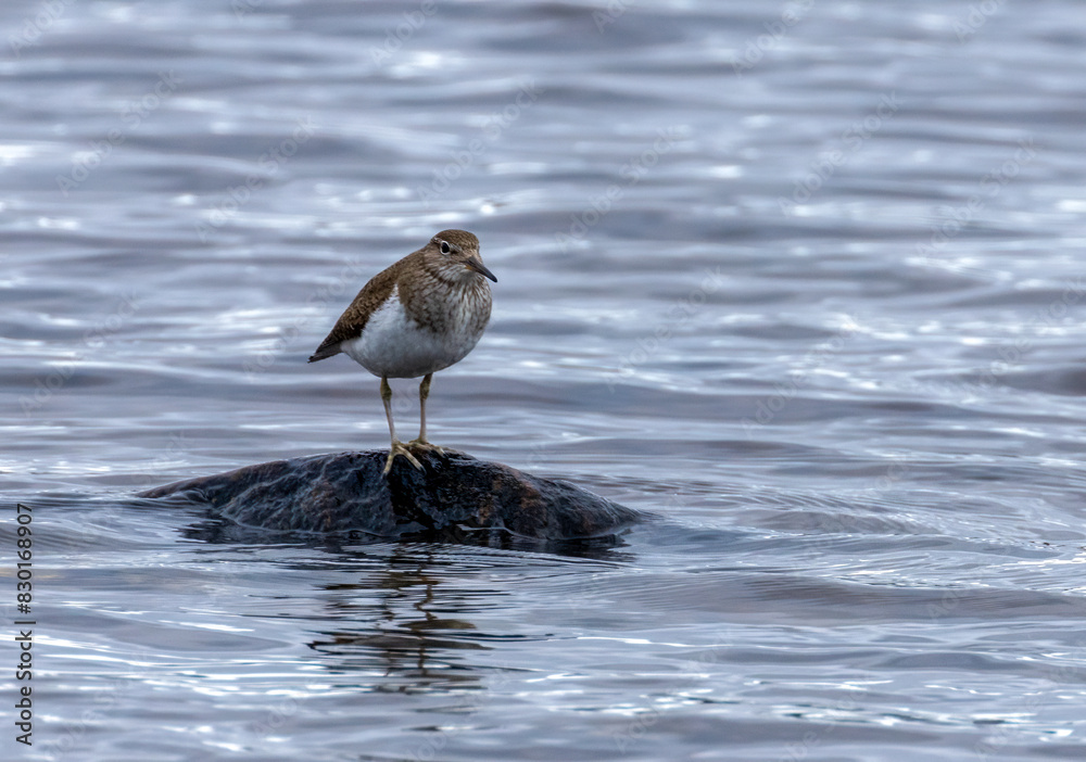 Common sandpiper bird perched on a rock in the water Common sandpiper bird perched on a rock in the water