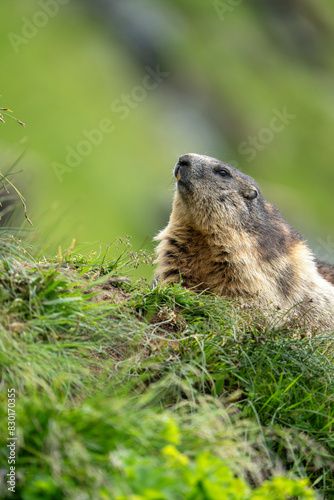 Impressive image of a mountain marmot (Marmota marmota) resting on a sunny rock with a panoramic view of the mountain landscape. This photo highlights a quiet moment. Svist horsky. Alpen. photo