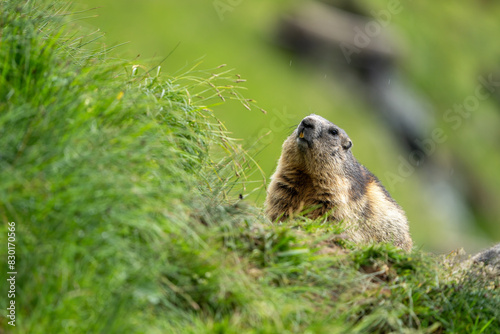 Impressive image of a mountain marmot (Marmota marmota) resting on a sunny rock with a panoramic view of the mountain landscape. This photo highlights a quiet moment. Svist horsky. Alpen.