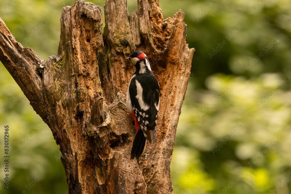 Great spotted woodpacker looking for food in a tree stump Great spotted woodpacker looking for food in a tree stump