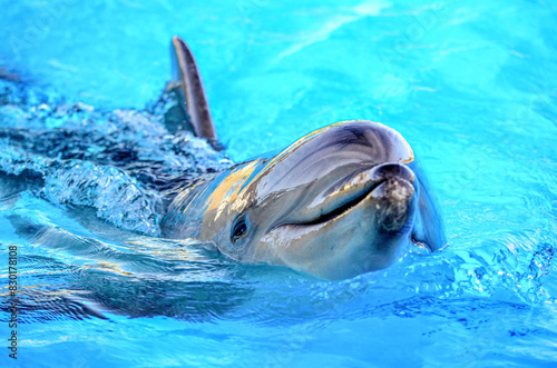 dolphin in blue water