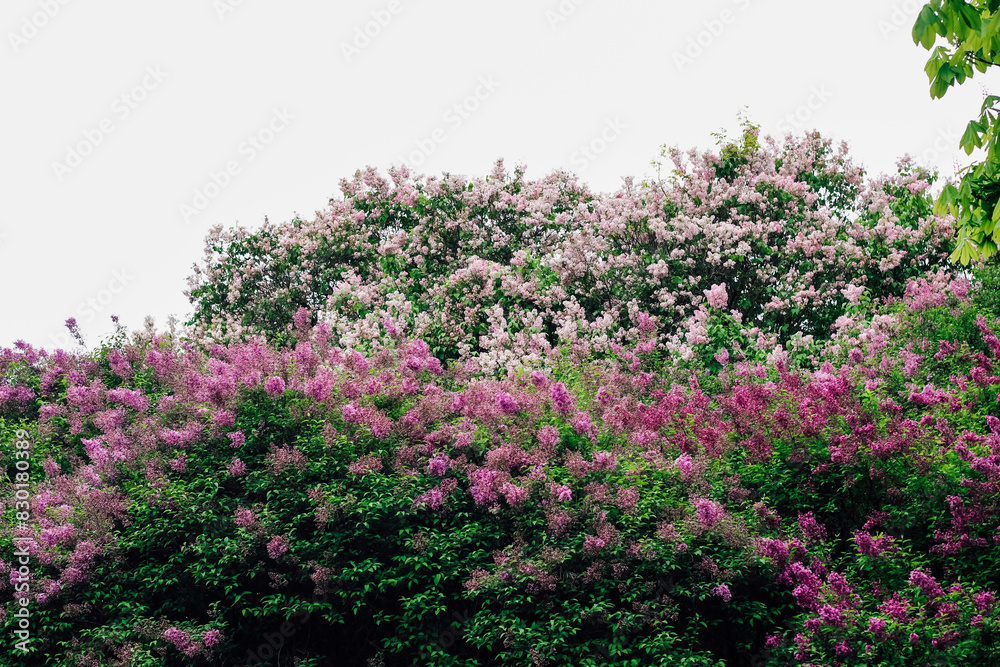 Pink lilac flower close-up in botanical garden Pink lilac flower close-up in botanical garden