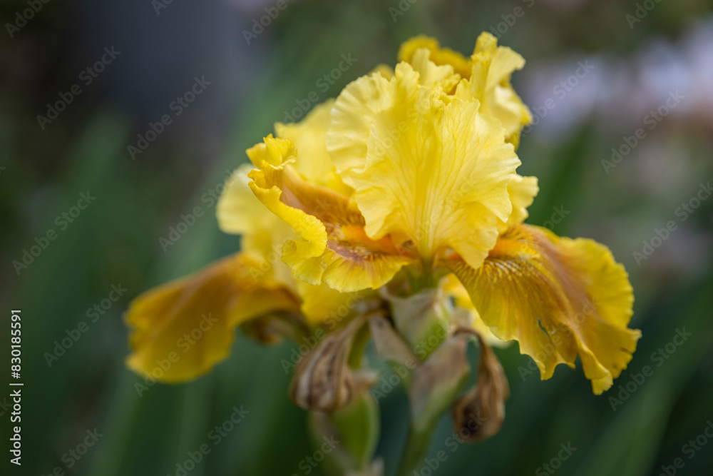 A radiant yellow flower blooms as it basks in the sunlight on a textured green plant, showcasing its delicate petals up close. A radiant yellow flower blooms as it basks in the sunlight on a textured green plant, showcasing its delicate petals up close.