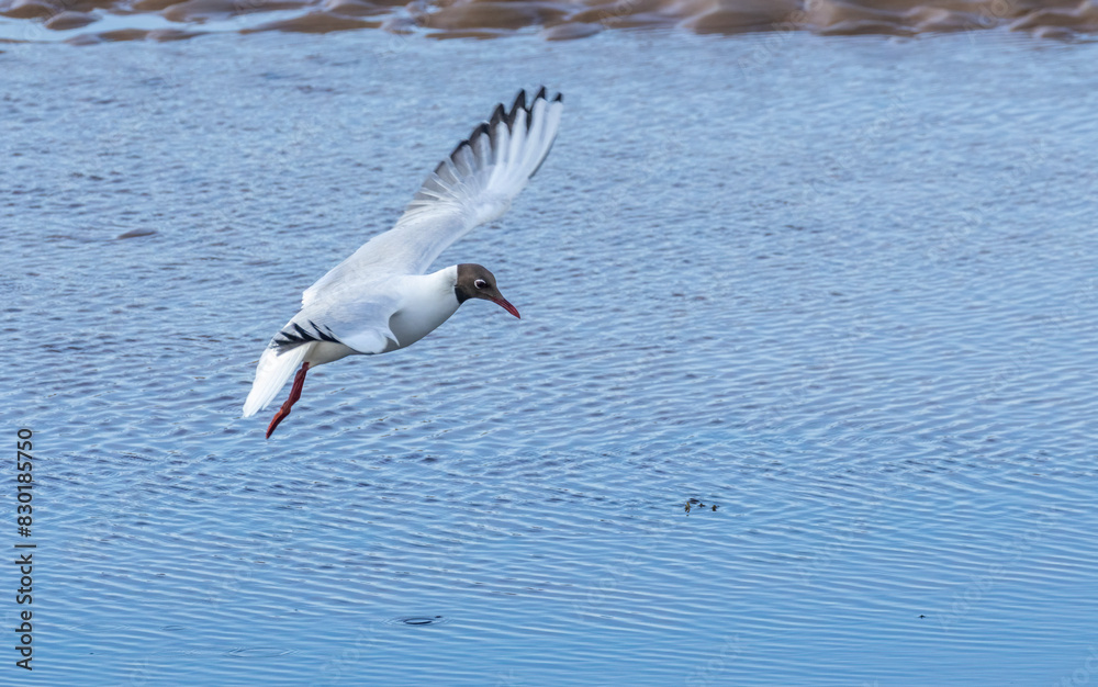 Black headed gull flapping its wings Black headed gull flapping its wings
