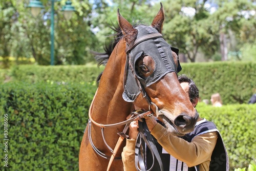 Nature and horses