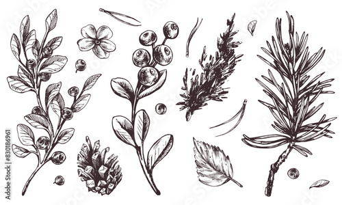 Autumn forest plants, blueberries, lingonberries, cones, leaves, pine needles, moss and grass. Graphic illustration, hand drawn with brown ink, line art monochrome. Set of elements