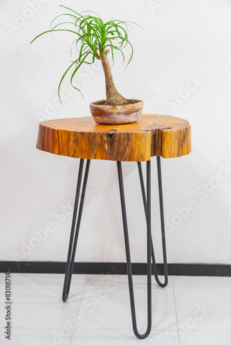 Buró de Madera Artesanal con Planta Plata de Elefante