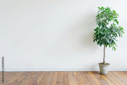 Minimalist Room with a Potted Plant Against a White Wall and Wooden Floor