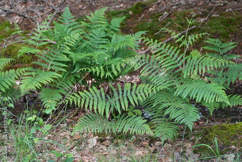 фотографія Closed up on the fresh green leaves of a Braken fern, Pteridium aquilinum in the