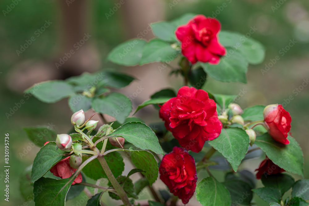 Begonia flower. Red Flower On Dark Background. Beautiful Red Kudalu Flower Begonia flower. Red Flower On Dark Background. Beautiful Red Kudalu Flower
