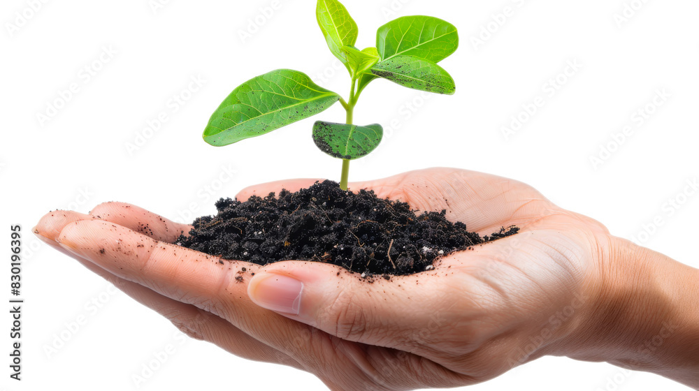 Hand holding a small green sprout in soil, representing new life Hand holding a small green sprout in soil, representing new life