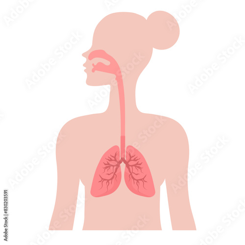 Healthy lungs in human anatomy