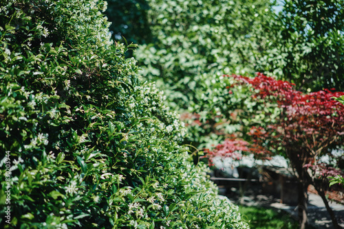 Background of green bushes in a summer park, blurred background, idea for a postcard about parks and advertisement for a plant sale in a botanical garden