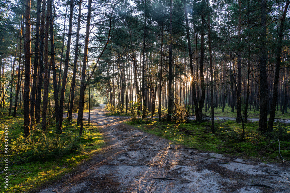 Sunrise in the forest Sunrise in the forest