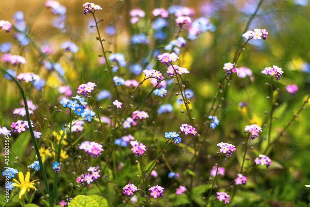 Fototapeta premium blue and pink flower of forget-me-not in garden