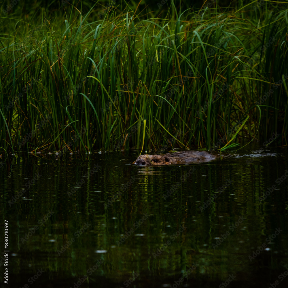 beaver beaver