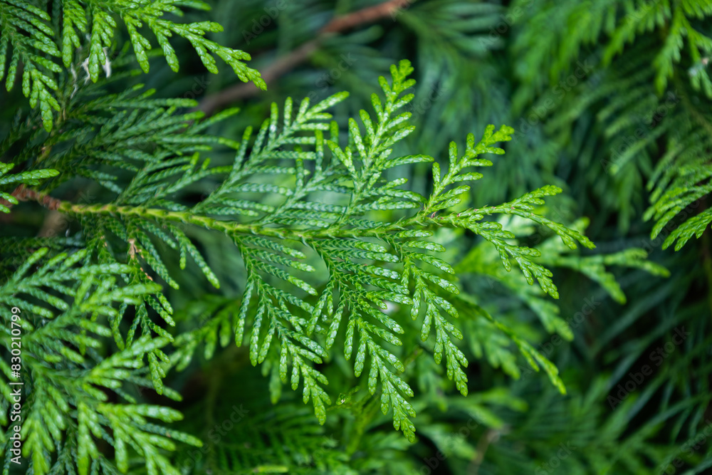 Fototapeta premium Bright foliage of Thuja plicata or giant arborvitae. Green young leaves western redcedar. Evergreen coniferous tree. Shinglewood. Branch of arborvitae. Nature concept
