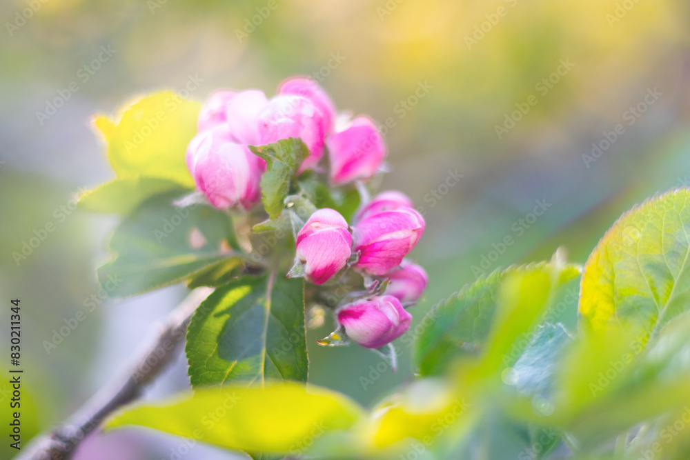 close up pink buds of blossom apple tree, nature, orchard, background close up pink buds of blossom apple tree, nature, orchard, background