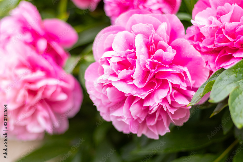 pink peony flower in bloom