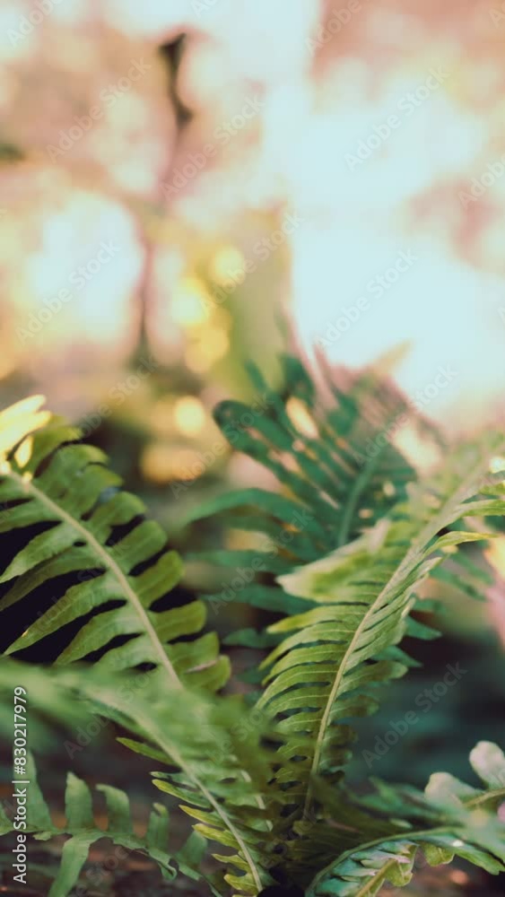 foggy spring morning in the leafy woods highlighted by the sun rays