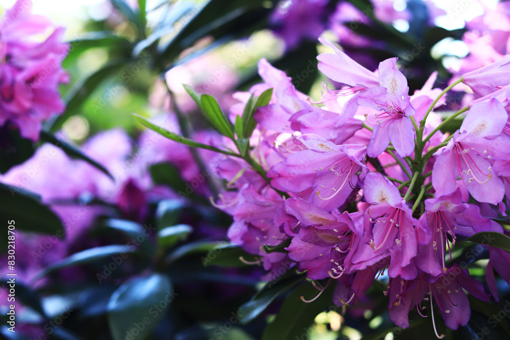 Rhododendron blossom. Shrubs blooming with pink and purple flowers. Flowers of bright colors, close-up. Blooming rhododendrons in a park or botanical garden. Natural background Rhododendron blossom. Shrubs blooming with pink and purple flowers. Flowers of bright colors, close-up. Blooming rhododendrons in a park or botanical garden. Natural background