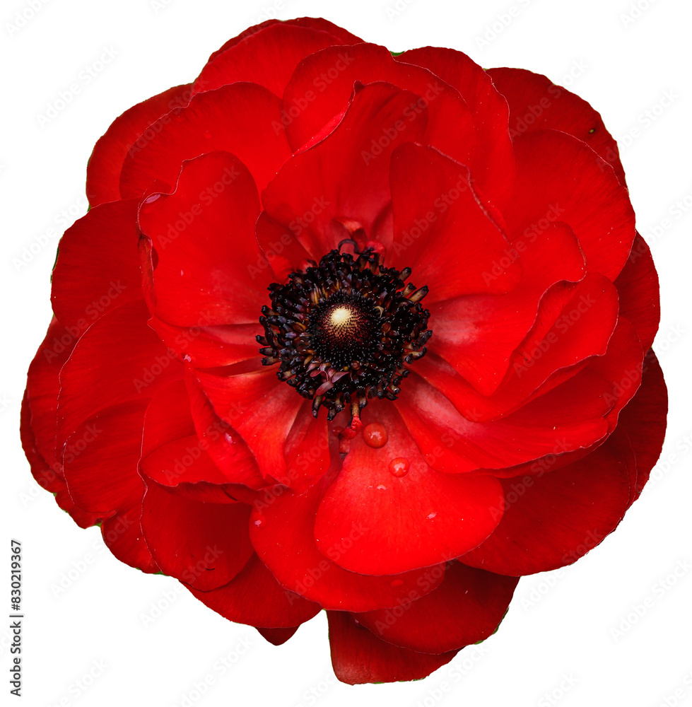 Fully open, red ranunculus flower head. Very detailed, white drops on the petals.