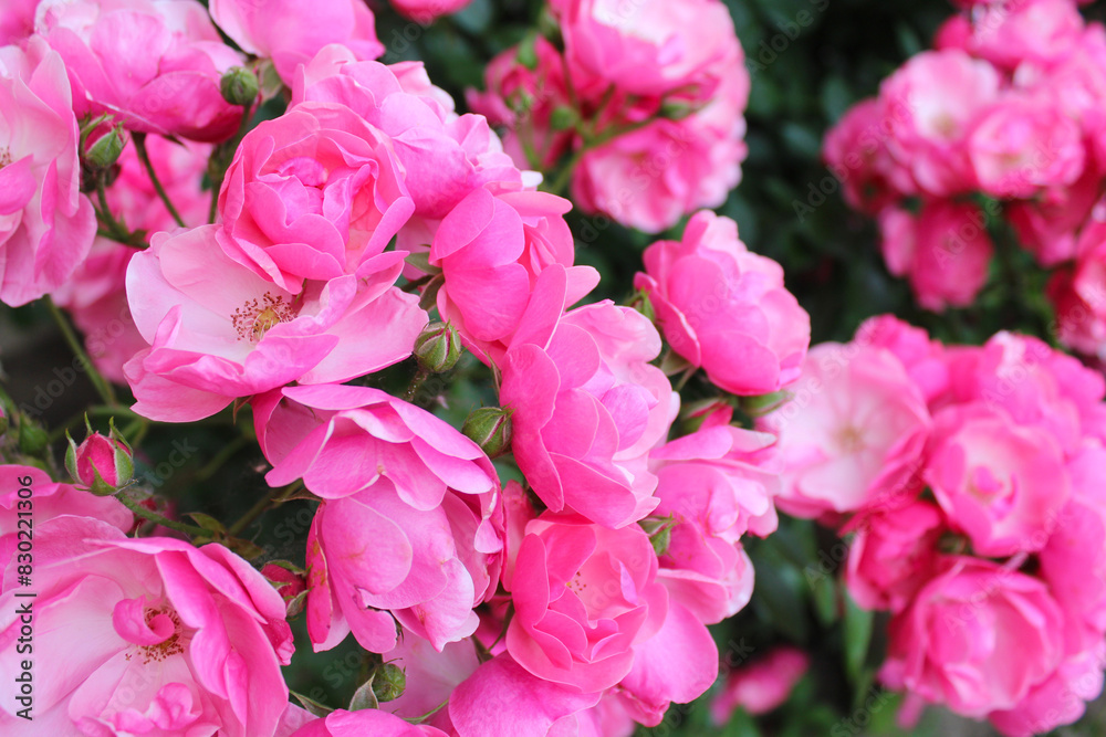 pink rose bush, floral background of pink roses, flowers pink rose with fresh green leaves, beautiful blooming flowers, close up view pink rose bush, floral background of pink roses, flowers pink rose with fresh green leaves, beautiful blooming flowers, close up view