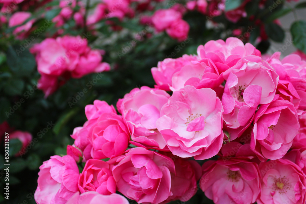 pink rose bush, floral background of pink roses, flowers pink rose with fresh green leaves, beautiful blooming flowers, close up view pink rose bush, floral background of pink roses, flowers pink rose with fresh green leaves, beautiful blooming flowers, close up view