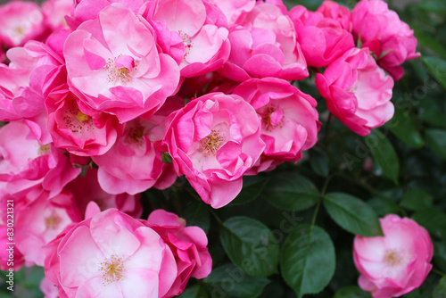 Wallpaper Mural pink rose bush, floral background of pink roses, flowers pink rose with fresh green leaves, beautiful blooming flowers, close up view Torontodigital.ca