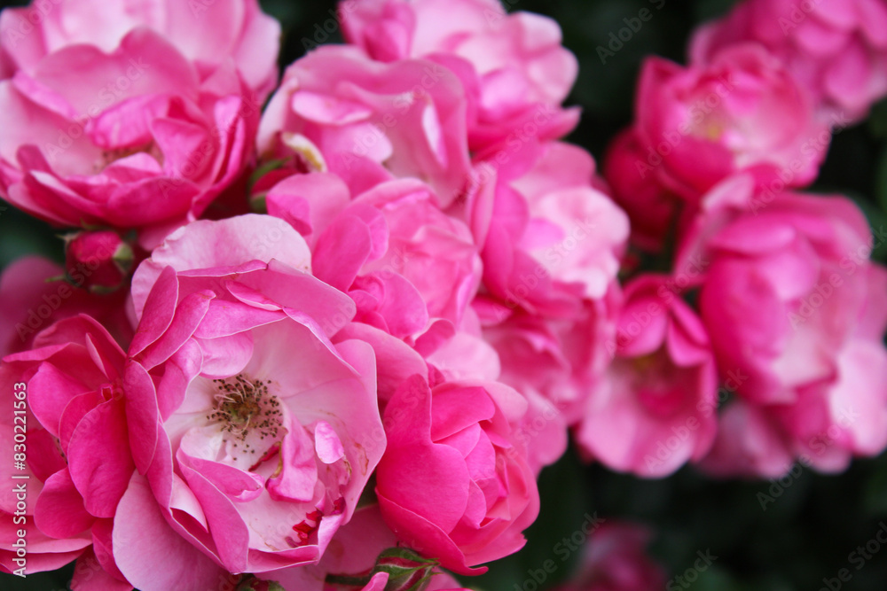pink rose bush, floral background of pink roses pink rose bush, floral background of pink roses