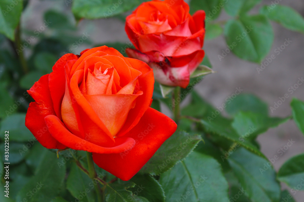 two red roses with green leaves on a blurred background, red rose in garden two red roses with green leaves on a blurred background, red rose in garden