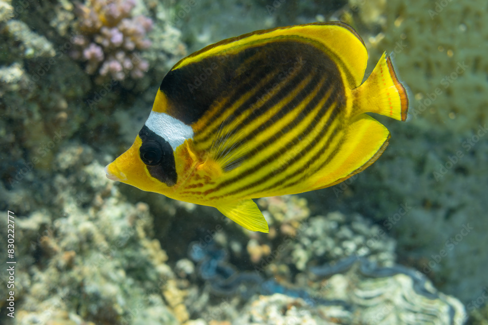 Naklejka premium yellow corals fishes over a coral reef