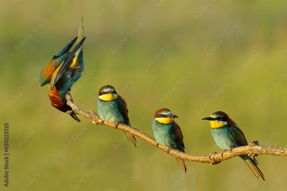 Flock of Bee eaters (Merops apiaster). Inside the colonially, portrait of four European bee eaters. Flock of Bee eaters (Merops apiaster). Inside the colonially, portrait of four European bee eaters.