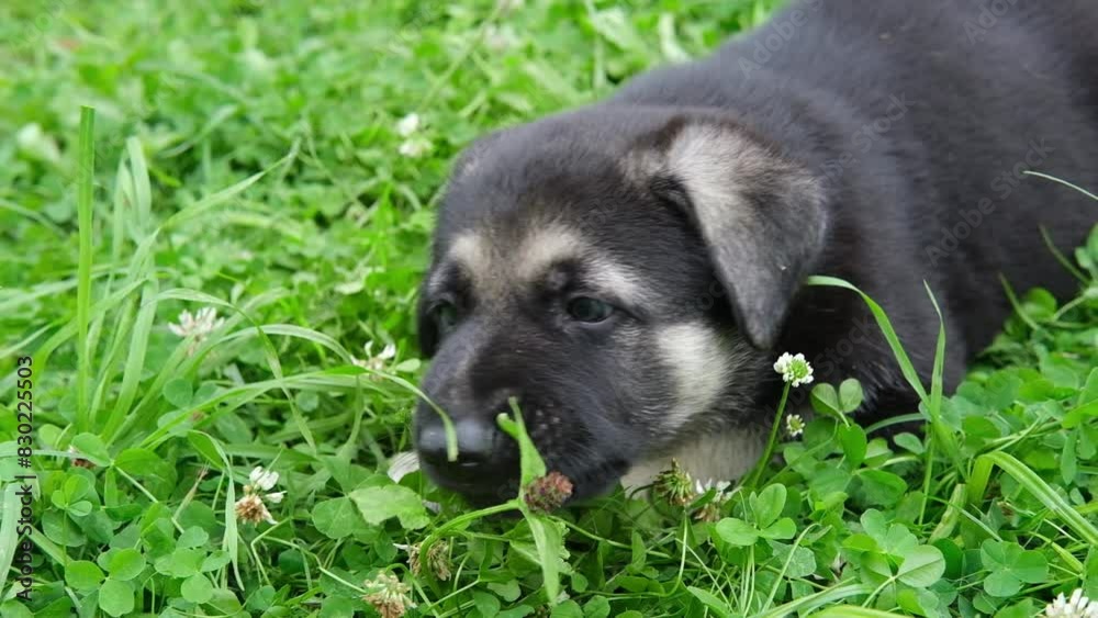 Closeup portrait of cute funny playful German Shepherd puppy dog playing alone in garden with flower trefoil in spring. cute puppies. pet chews clover grass in park summer Closeup portrait of cute funny playful German Shepherd puppy dog playing alone in garden with flower trefoil in spring. cute puppies. pet chews clover grass in park summer