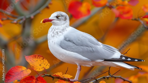  A white bird perches atop a red-yellow tree  adorned with numerous red and yellow leaves against a sunlit yellow backdrop