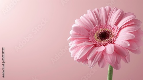  A large pink flower with a red center on a pink background