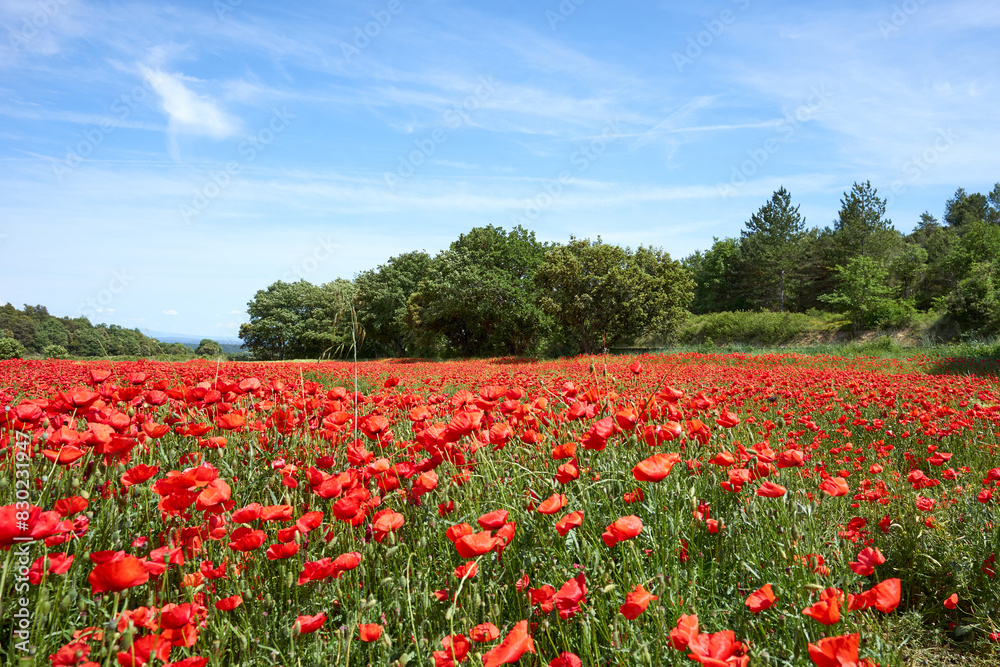 Wild poppies field in Provence, southern France Wild poppies field in Provence, southern France