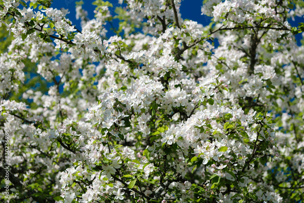 A tree with white flowers is in full bloom. The flowers are small and white, and they are scattered throughout the tree. The leaves are green and lush, and the tree is surrounded by other trees A tree with white flowers is in full bloom. The flowers are small and white, and they are scattered throughout the tree. The leaves are green and lush, and the tree is surrounded by other trees