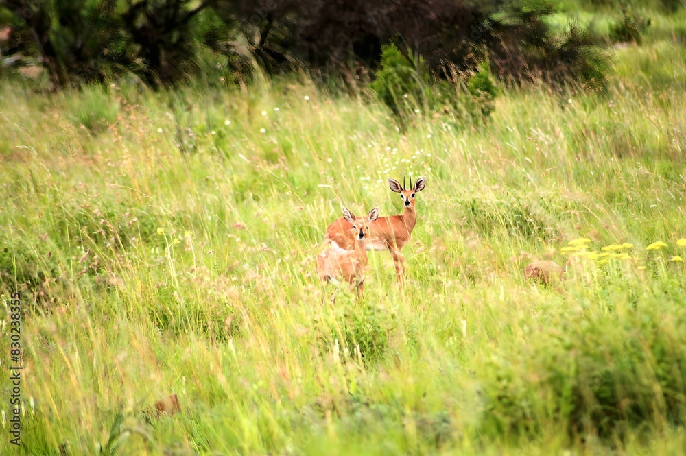 Steenbok pair in peeking through the grass Steenbok pair in peeking through the grass