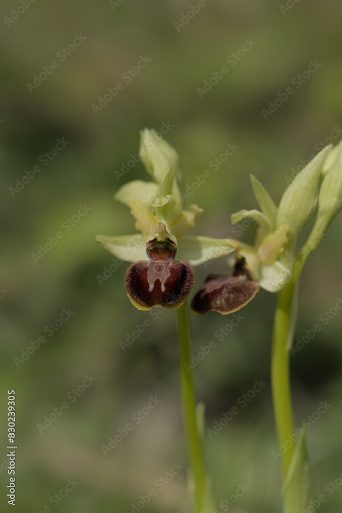 Early Spider Orchid at Samphire Hoe in Kent Early Spider Orchid at Samphire Hoe in Kent