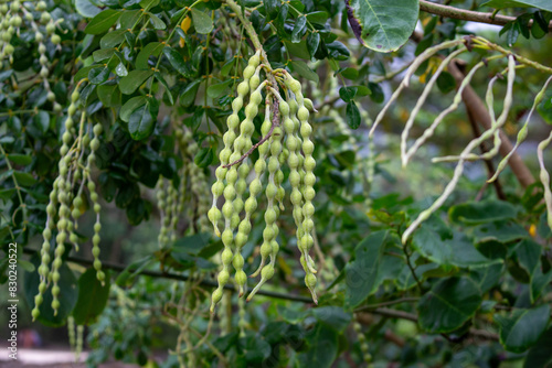 Vagem de Colar, Sophora tomentosa ou vagem de colar amarelo
 photo